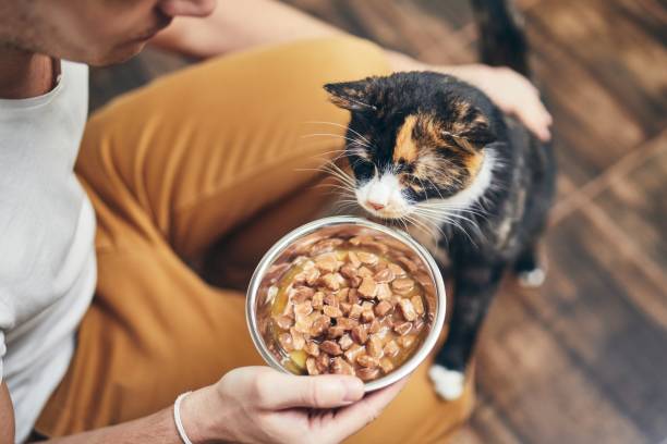 The University Of California Reveals The Dangers Caused To Cats By Homemade Recipes To Feed Them