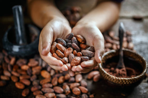 Cocoa, What Are They And Where Do They Come From?Benefits And Uses