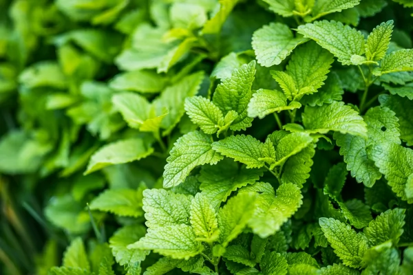 What Is The Difference Between Peppermint And Spearmint?